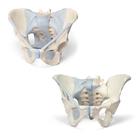 Anatomy Set Male & Female Pelvic Skeleton with Ligaments, 8001094 [3010313], Модели гениталий и таза