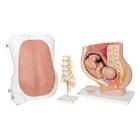 麻醉学训练模型套装, 8000874 [3011612], 硬膜外和脊柱