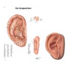 Acupuncture right ear model and ear chart, 3011913, Modelos