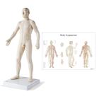 Male Acupuncture model with body chart, 3011920, Modèles
