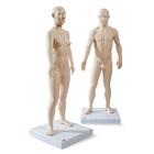 Male and Female acupuncture models, 3011922, Modèles
