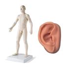Male Acupuncture model and right ear model, 3011925, Modèles
