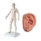 Male Acupuncture model and left ear model, 3011926, Modèles