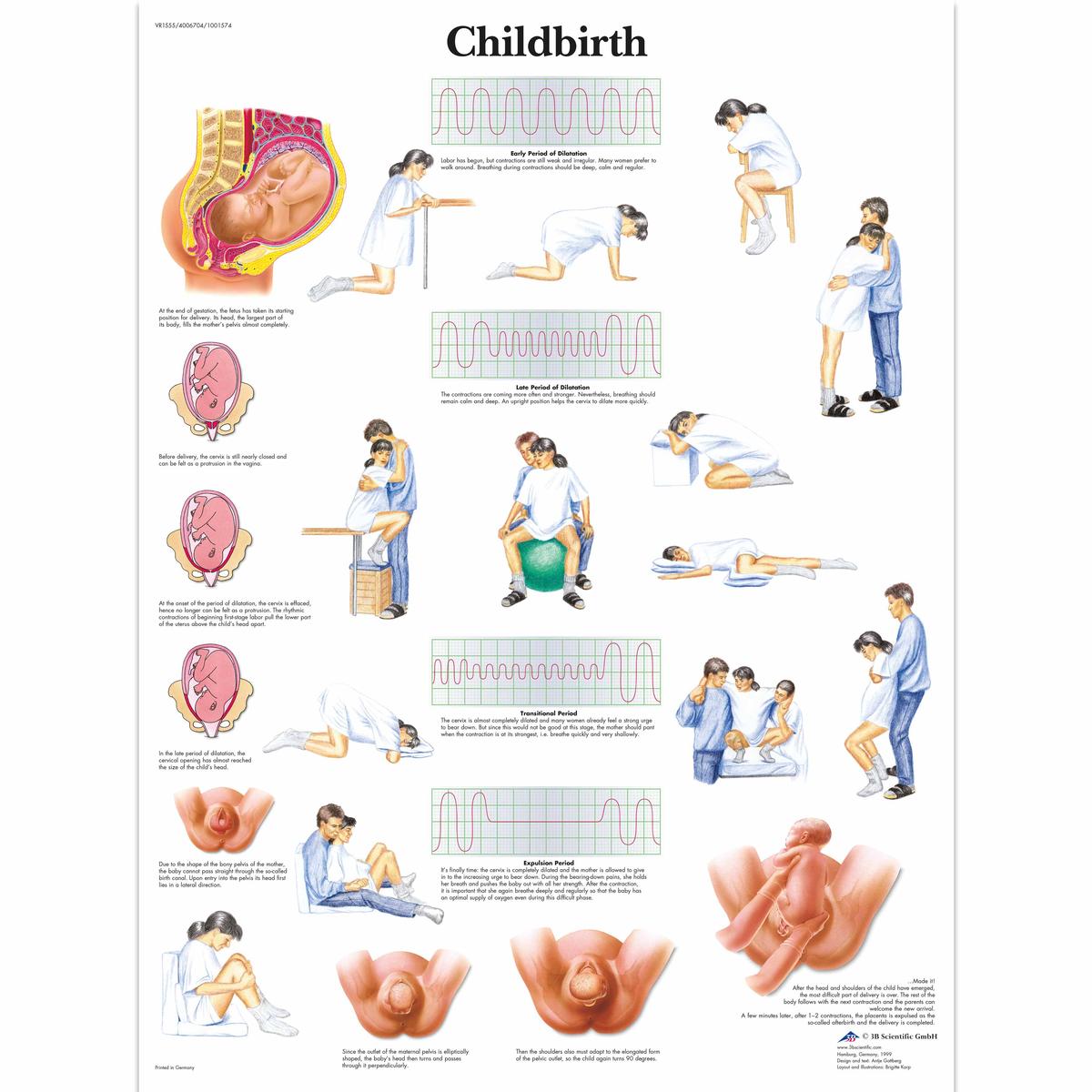 Birthing Simulator & Stages Set - 8000888 - 3011953 - Simulation Kits - 3B  Scientific