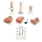 Complete Spinal Injection Kit, 8001095 [3011954], Modelos de conjuntos de Anatomia