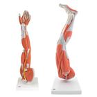 Анатомический набор конечностей с мышцами, 8000841, Модели мускулатуры человека и фигуры с мышцами