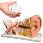 Анатомический набор «Ухо», 8000844, Модели уха, горла, носа