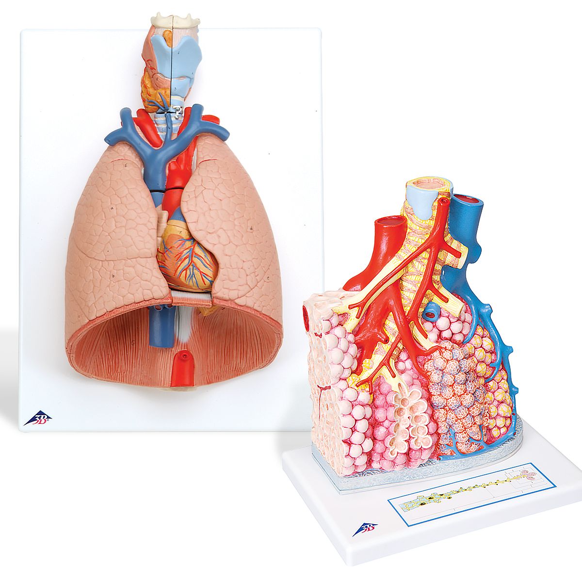 肺解剖模型套装 解剖模型组合 3b Scientific