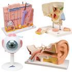 Анатомический набор «Органы чувств», 8000847, Модели уха, горла, носа