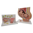 Анатомический набор «Беременность», 8000848, Модели стадий беременности