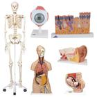 School Set, 8000901, Modelos de conjuntos de Anatomia