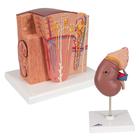 Kidney Set, 8000906, Modelos de conjuntos de Anatomia