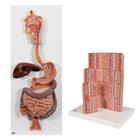 Digestive, 8000907, Modelos de conjuntos de Anatomia