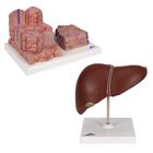 Liver Set, 8000908, Modelos de conjuntos de Anatomia