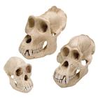 Комплект моделей приматов, 8000909, Анатомические наборы