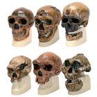 Anthropology Set, 8000911, Modelos de conjuntos de Anatomia