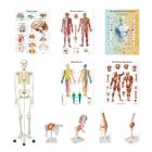 Anatomy Set Physio - Clinic (English), 8001101, Анатомические наборы