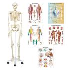 Anatomy Set Physio - Students (English), 8001106, Анатомические наборы