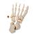 Disarticulated Half Human Skeleton Model, Loosely Articulated Hand & Foot, 1020156 [A04/1], Disarticulated Human Skeleton Models (Small)