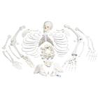 전신분리골격모형 Disarticulated Human Skeleton Model, Complete with 3-part Skull, 1020157 [A05/1], 분리 가능한 인체 골격 모형