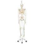 Human Skeleton Model Stan on Hanging Stand, 1020172 [A10/1], Skeleton Models - Life size