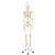 Human Skeleton Model Stan on Hanging Stand, 1020172 [A10/1], Skeleton Models - Life size (Small)