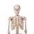 Human Skeleton Model Stan on Hanging Stand, 1020172 [A10/1], Skeleton Models - Life size (Small)