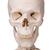 Human Skeleton Model Stan on Hanging Stand, 1020172 [A10/1], Skeleton Models - Life size (Small)