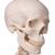 Human Skeleton Model Stan on Hanging Stand, 1020172 [A10/1], Skeleton Models - Life size (Small)