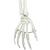 Human Skeleton Model Stan on Hanging Stand, 1020172 [A10/1], Skeleton Models - Life size (Small)