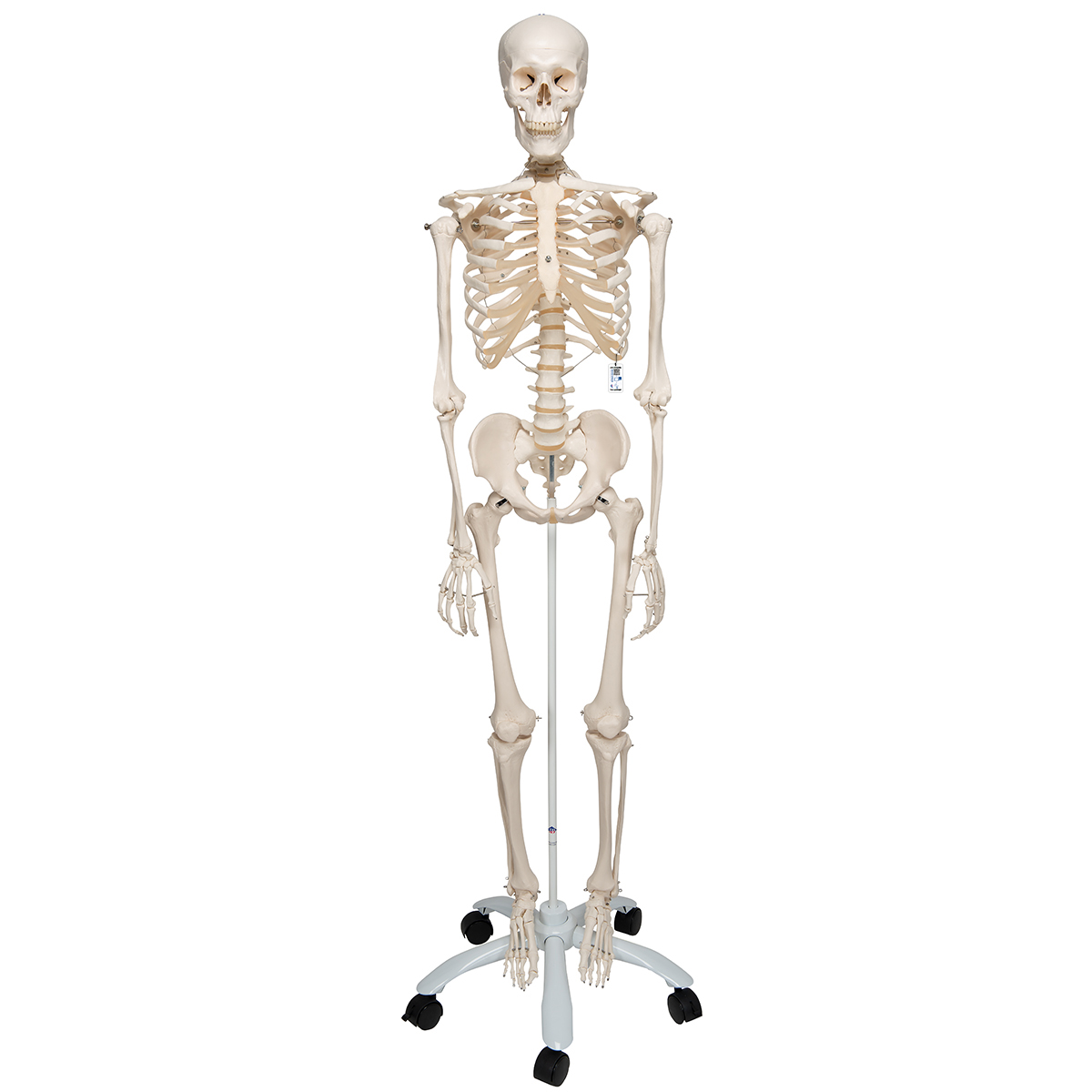 Human Skeleton Model Stan - 3B Smart Anatomy - 1020171 - 3B ...