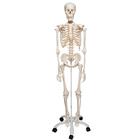 전신골격모형 Human Skeleton Model Stan, 1020171 [A10], 실물 크기 골격 모형