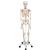 전신골격모형 Human Skeleton Model Stan, 1020171 [A10], 실물 크기 골격 모형 (Small)