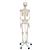 Human Skeleton Model Stan, 1020171 [A10], Skeleton Models - Life size (Small)