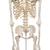 Human Skeleton Model Stan, 1020171 [A10], Skeleton Models - Life size (Small)