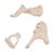 이소골 모형  Human Ossicle Model, 20-times Maginified, 1012786 [A101], 귀 모형 (Small)