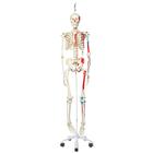 Human Skeleton Model Max on Hanging Stand with Painted Muscle Origins & Inserts, 1020174 [A11/1], Skeleton Models - Life size