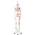 Human Skeleton Model Max on Hanging Stand with Painted Muscle Origins & Inserts, 1020174 [A11/1], Skeleton Models - Life size (Small)