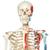 Human Skeleton Model Max on Hanging Stand with Painted Muscle Origins & Inserts, 1020174 [A11/1], Skeleton Models - Life size (Small)