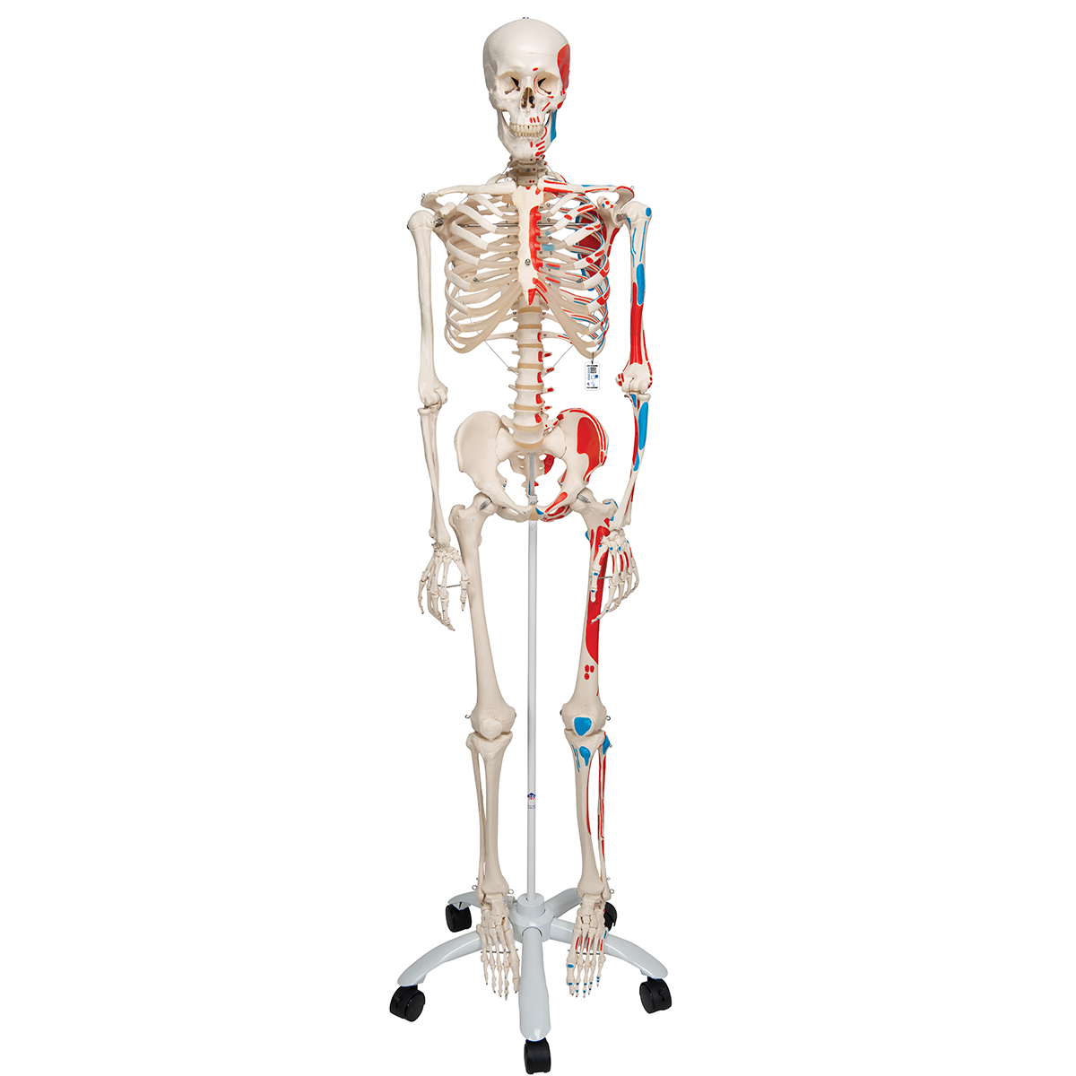 Human Skeleton Model Max | Human Anatomical Skeleton Painted ...