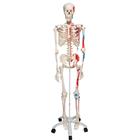 Human Skeleton Model Max with Painted Muscle Origins & Inserts, 1020173 [A11], Skeleton Models - Life size