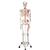 Human Skeleton Model Max with Painted Muscle Origins & Inserts, 1020173 [A11], Skeleton Models - Life size (Small)