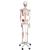 Human Skeleton Model Max with Painted Muscle Origins & Inserts, 1020173 [A11], Skeleton Models - Life size (Small)