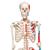 Human Skeleton Model Max with Painted Muscle Origins & Inserts, 1020173 [A11], Skeleton Models - Life size (Small)