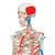 Human Skeleton Model Max with Painted Muscle Origins & Inserts, 1020173 [A11], Skeleton Models - Life size (Small)