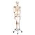 Human Skeleton Model Leo with Ligaments, 1020175 [A12], Skeleton Models - Life size (Small)