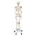 Human Skeleton Model Leo with Ligaments, 1020175 [A12], Skeleton Models - Life size (Small)