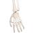 Human Skeleton Model Leo with Ligaments, 1020175 [A12], Skeleton Models - Life size (Small)