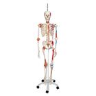 전신골격 모형 “Sam" (행잉스탠드 형)  Human Skeleton Model Sam on Hanging Stand with Muscle & Ligaments, 1020177 [A13/1], 실물 크기 골격 모형