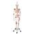 Human Skeleton Model Sam on Hanging Stand with Muscle & Ligaments, 1020177 [A13/1], Skeleton Models - Life size (Small)